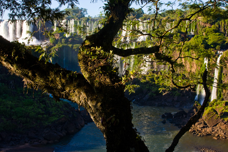 Epiphyte Covered Tree And Iguazú Falls